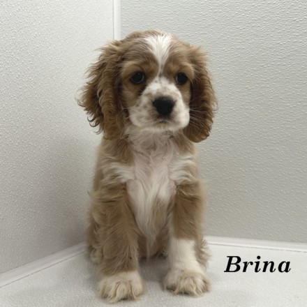 puppy, for, sale, Cocker Spaniel, Joe & Cherri  Overlease, dog, breeder, Miller, MO, dog-breeder, puppy-for-sale, forsale, nearby, find, puppyfind, locator, puppylocator, aca